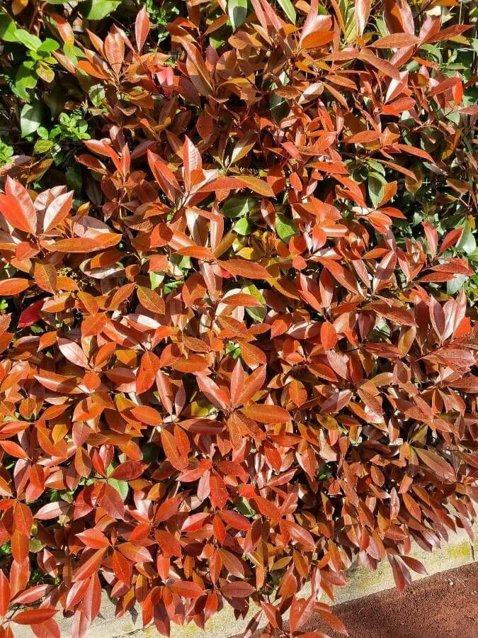 Photinia 15