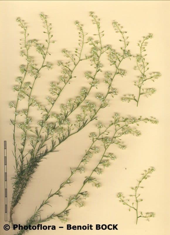 Lepidio subulato 20