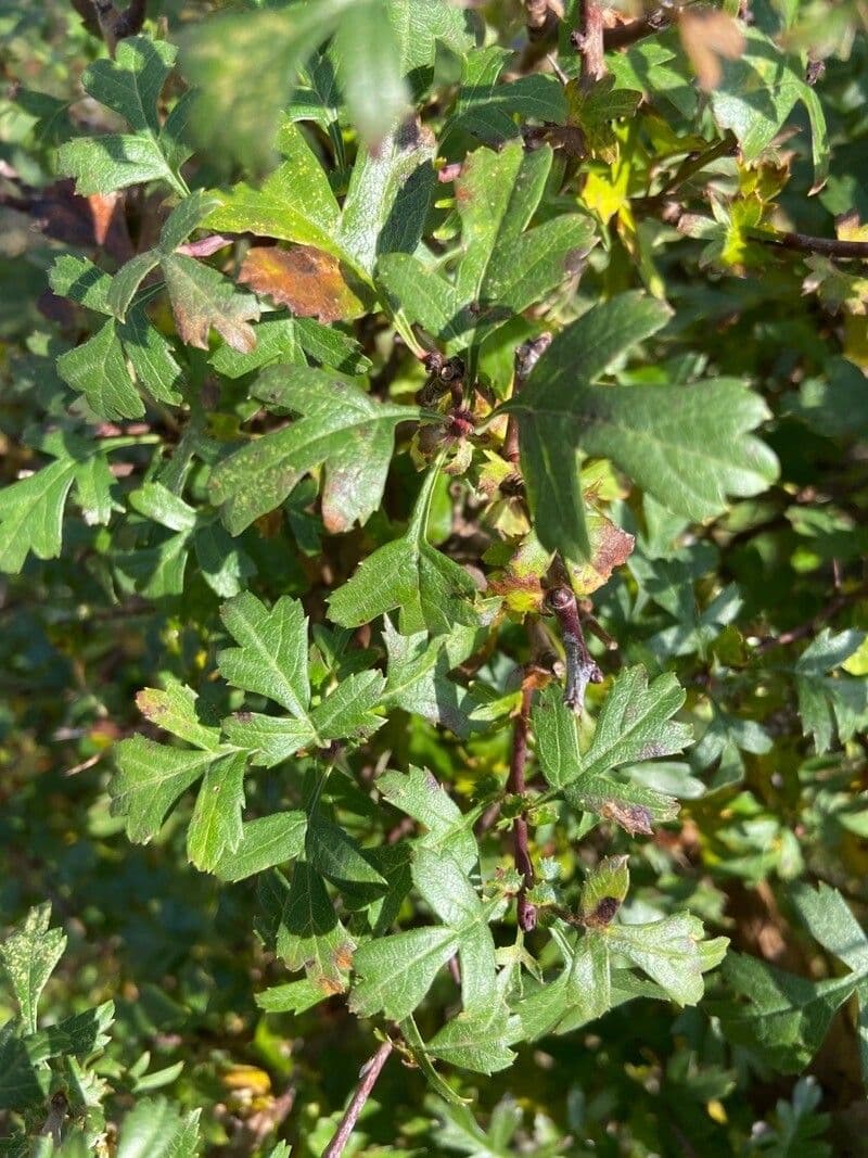 Azzarola 17
