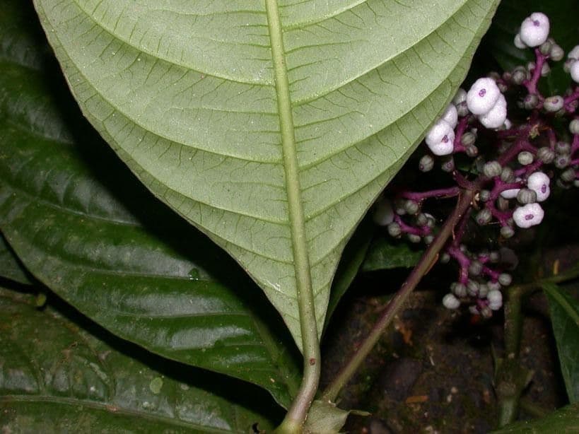 Palicourea 10
