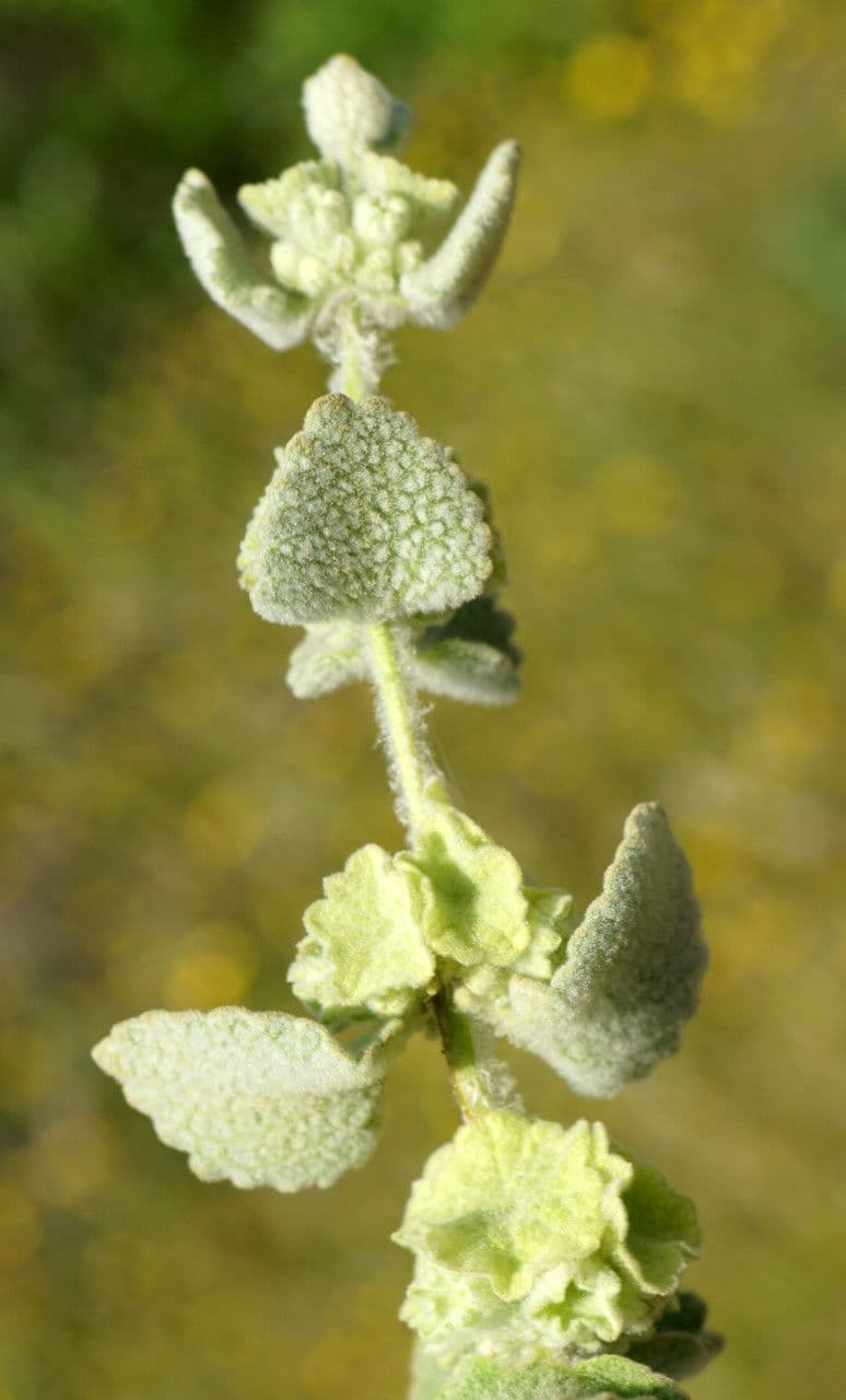 Pseudodictamnus