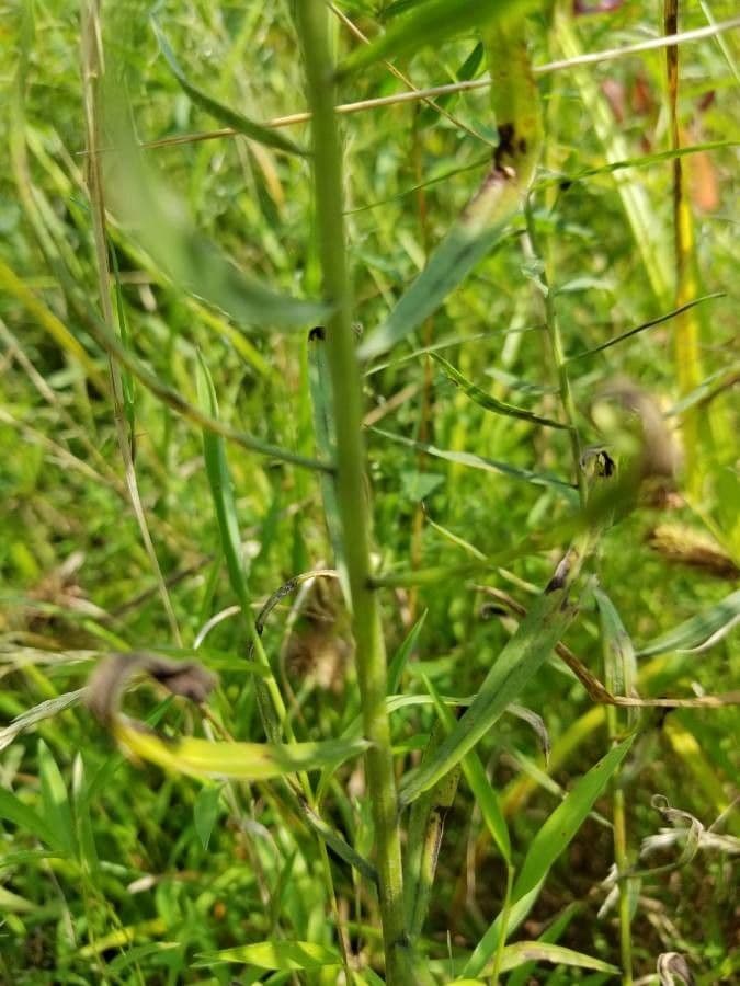 Euthamia graminifolia 23