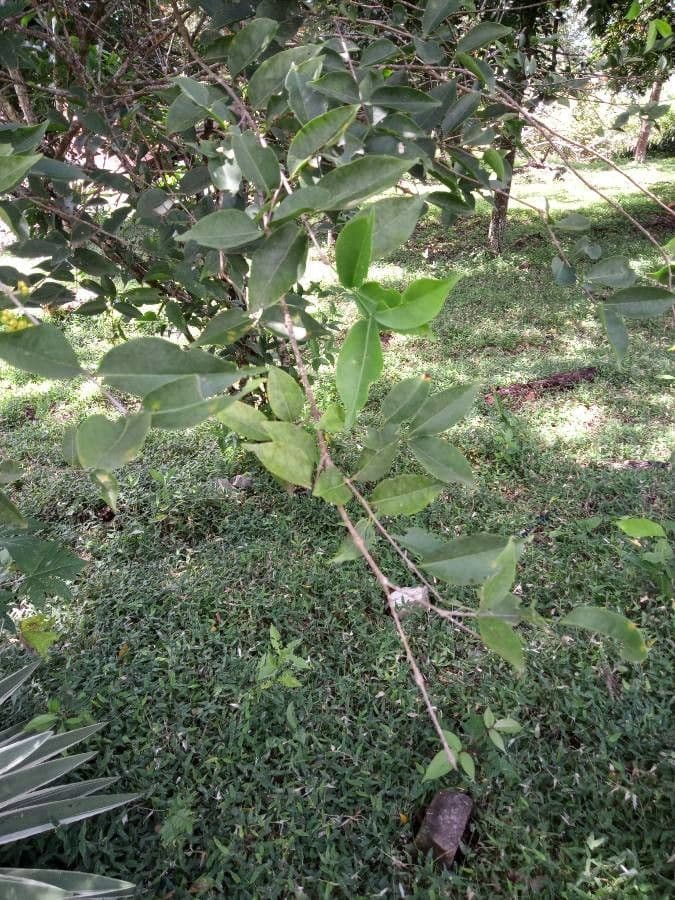 Stigmaphyllon 13