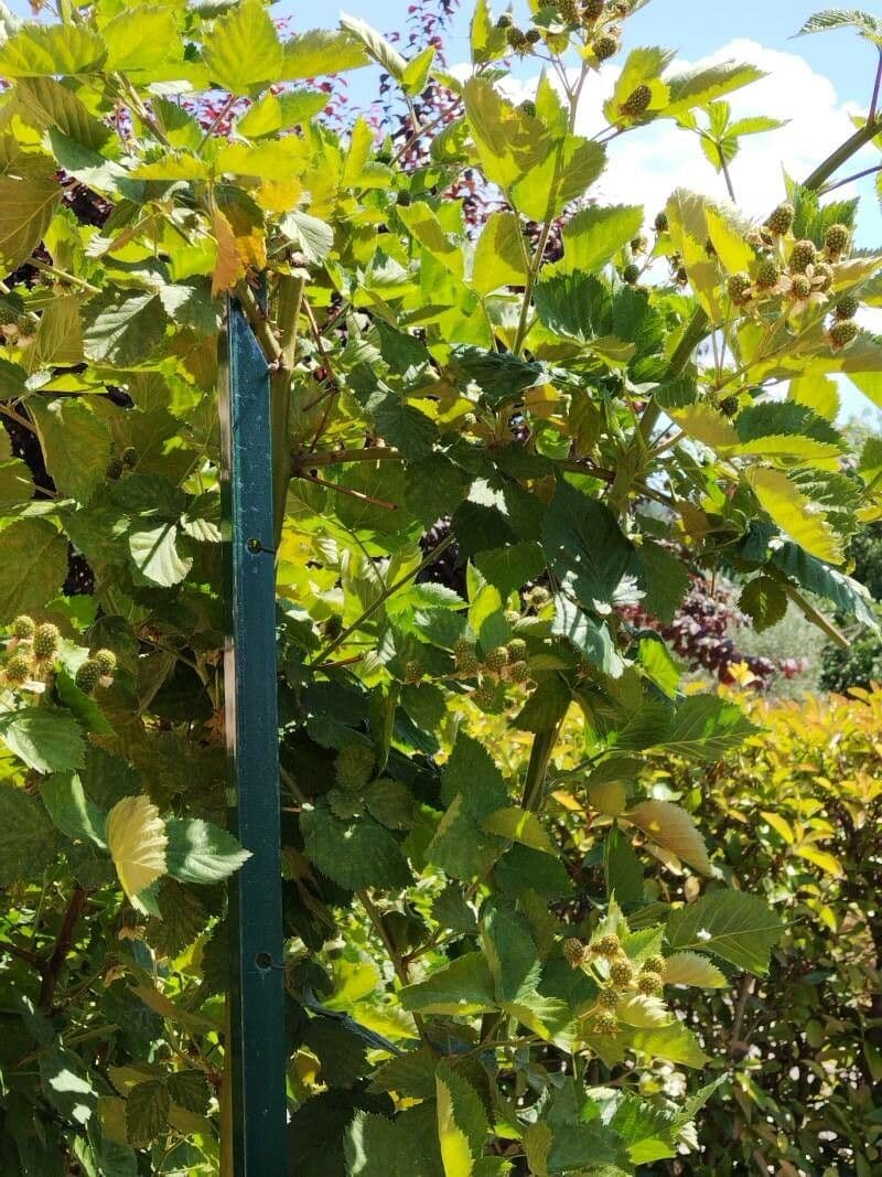Rovo francone