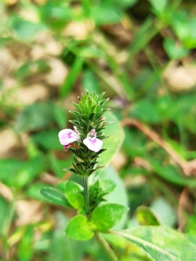 Justicia procumbens subsp. procumbens 5