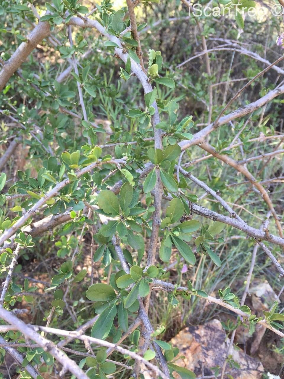 Ehretia rigida 10