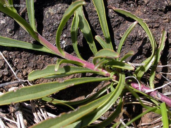 Penstemon 11