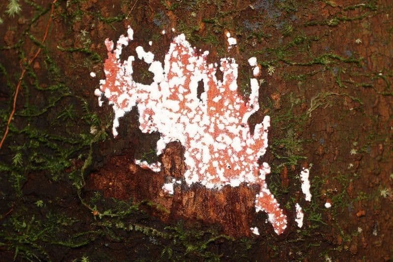 Couma guianensis 13