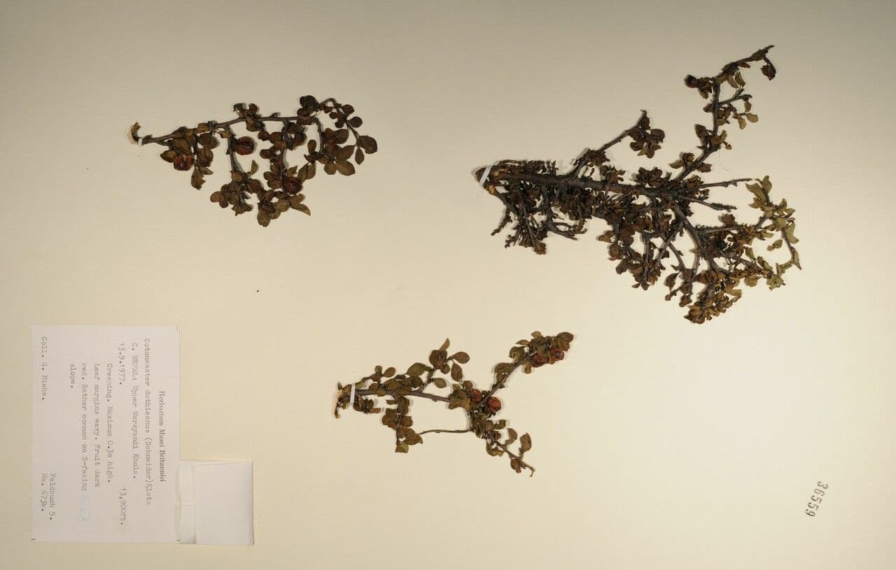 Cotoneaster 16