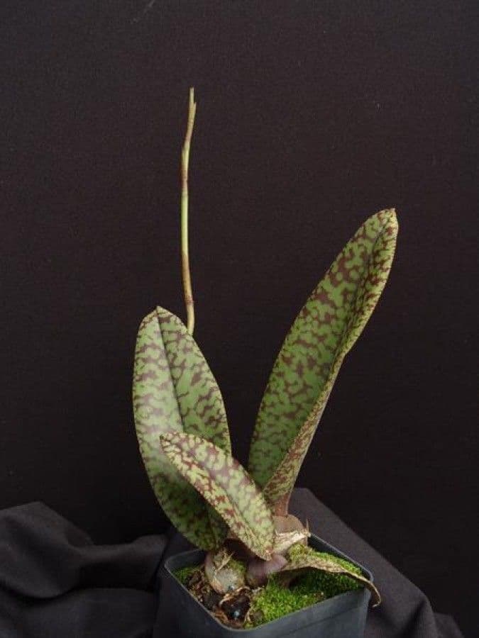 Psychopsis 3