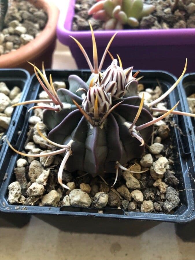 Stenocactus coptonogonus 3