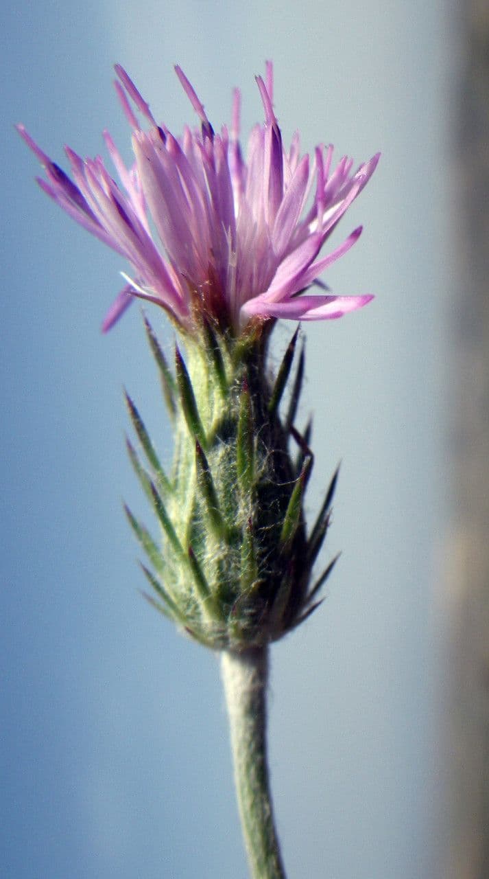 Cardo argentato 3