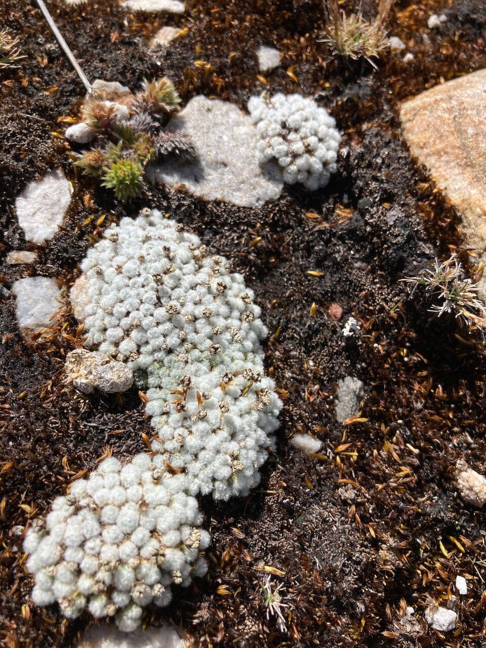 Paepalanthus 7