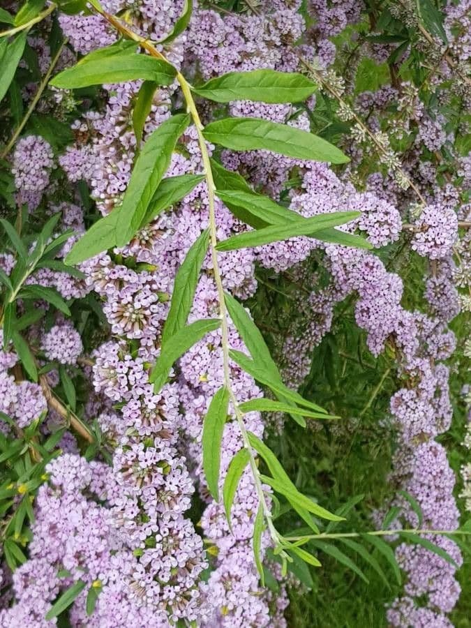 Buddleja 11