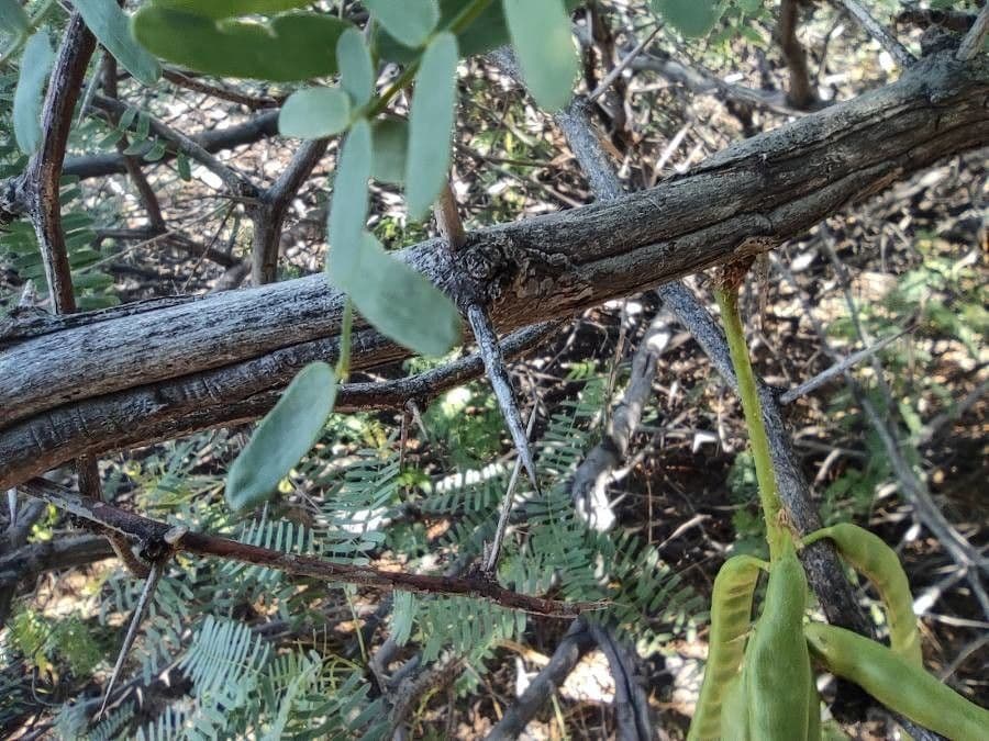 Prosopis 25
