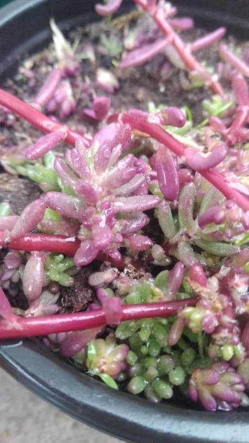 Sedum 11