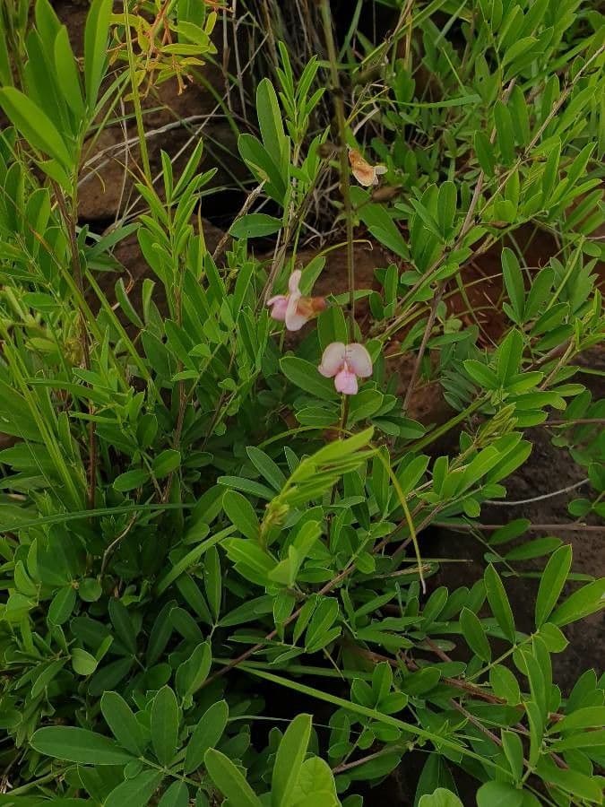 Tephrosia 7