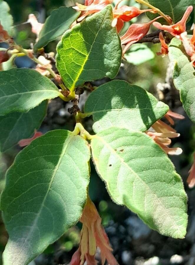 Ruprechtia 5