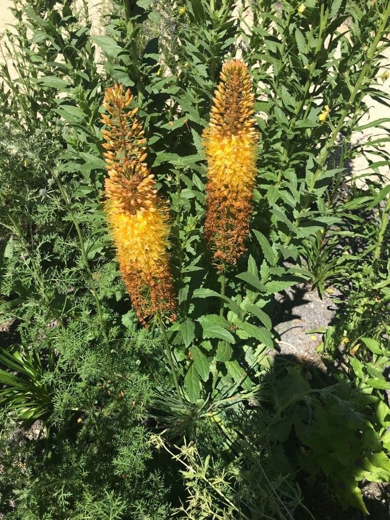 Eremurus 8