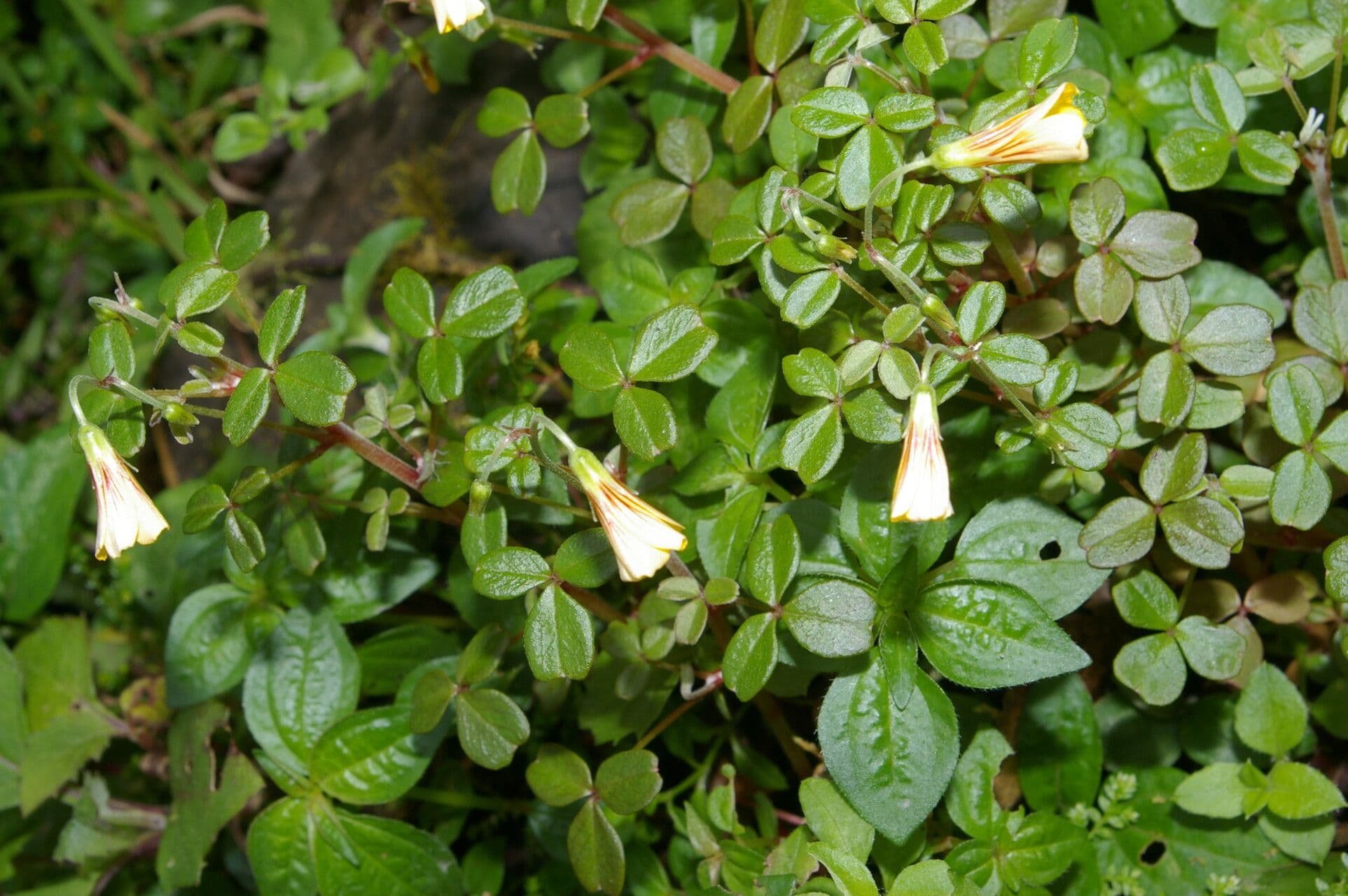Acetosa filiforme 2