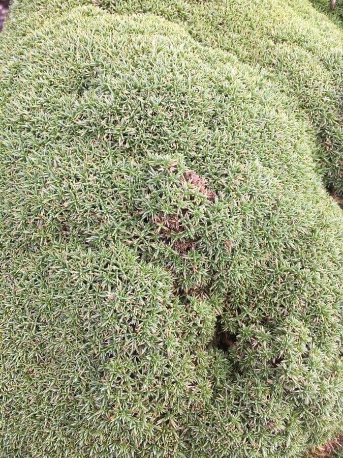 Garofano 2