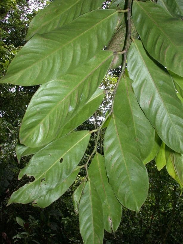 Heteropsis 5