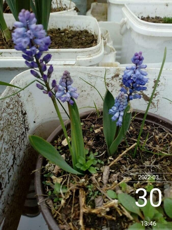 Hyacinthella