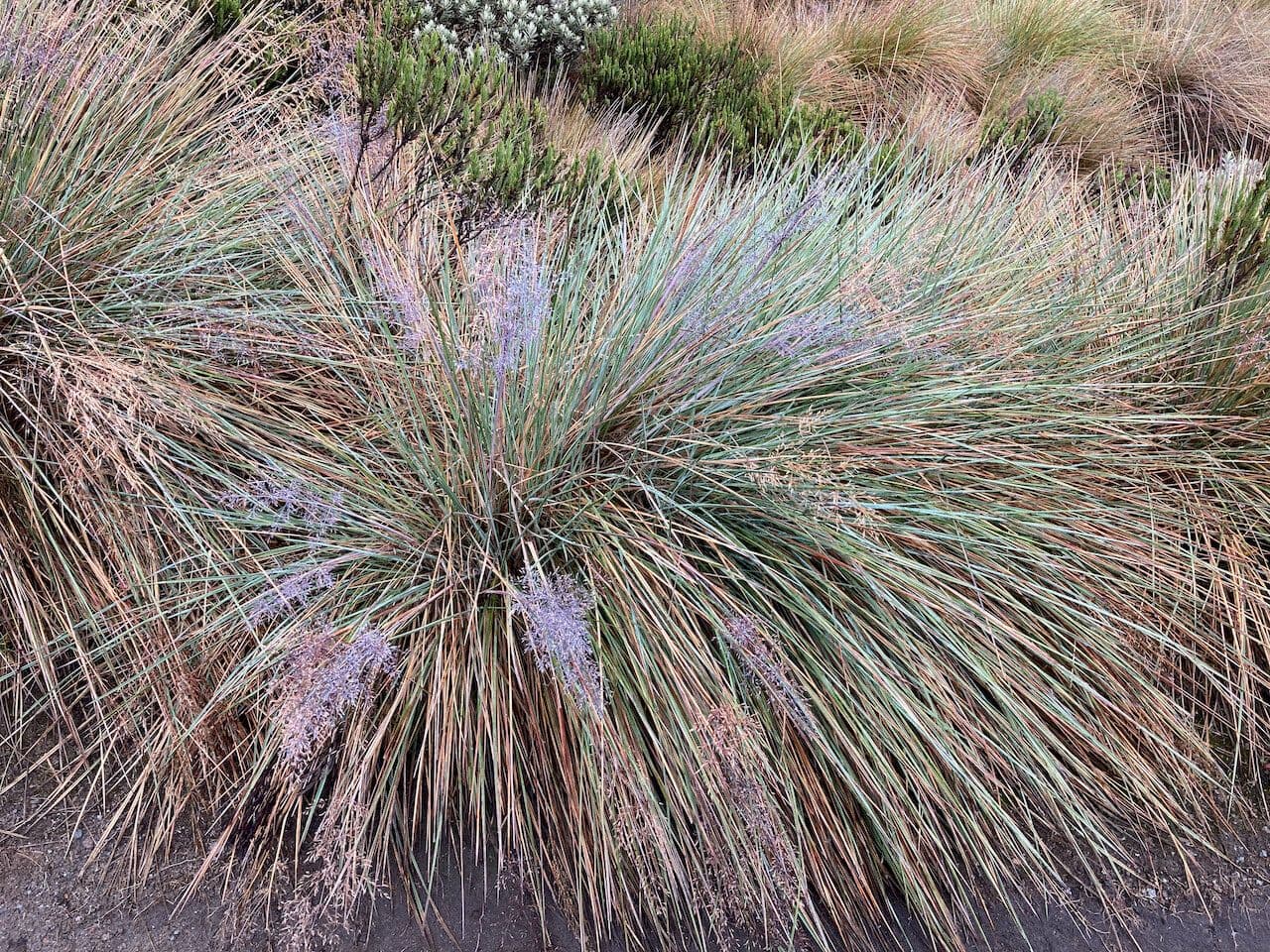 Calamagrostis 7