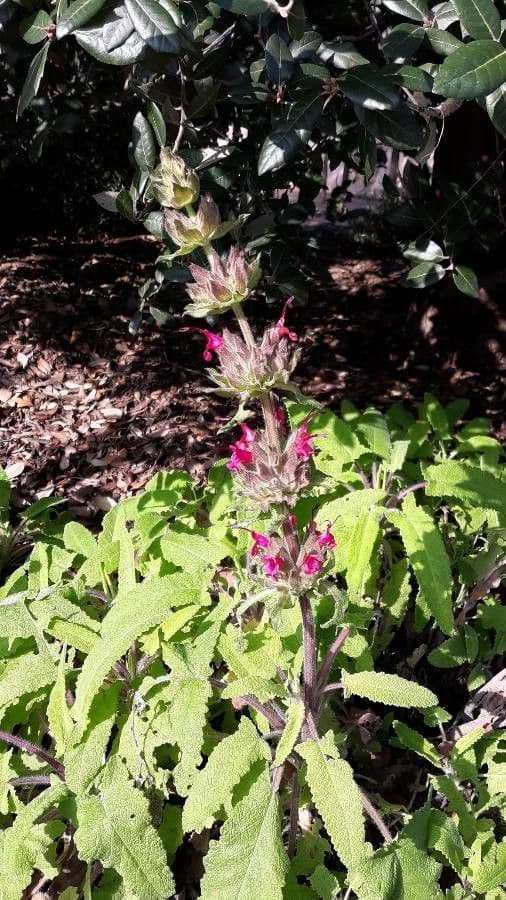 Salvia spathacea 2