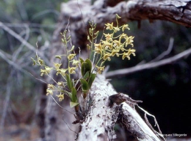 Dendrobium 4