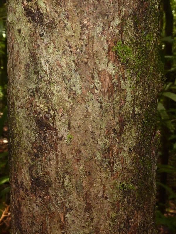 Chrysophyllum
