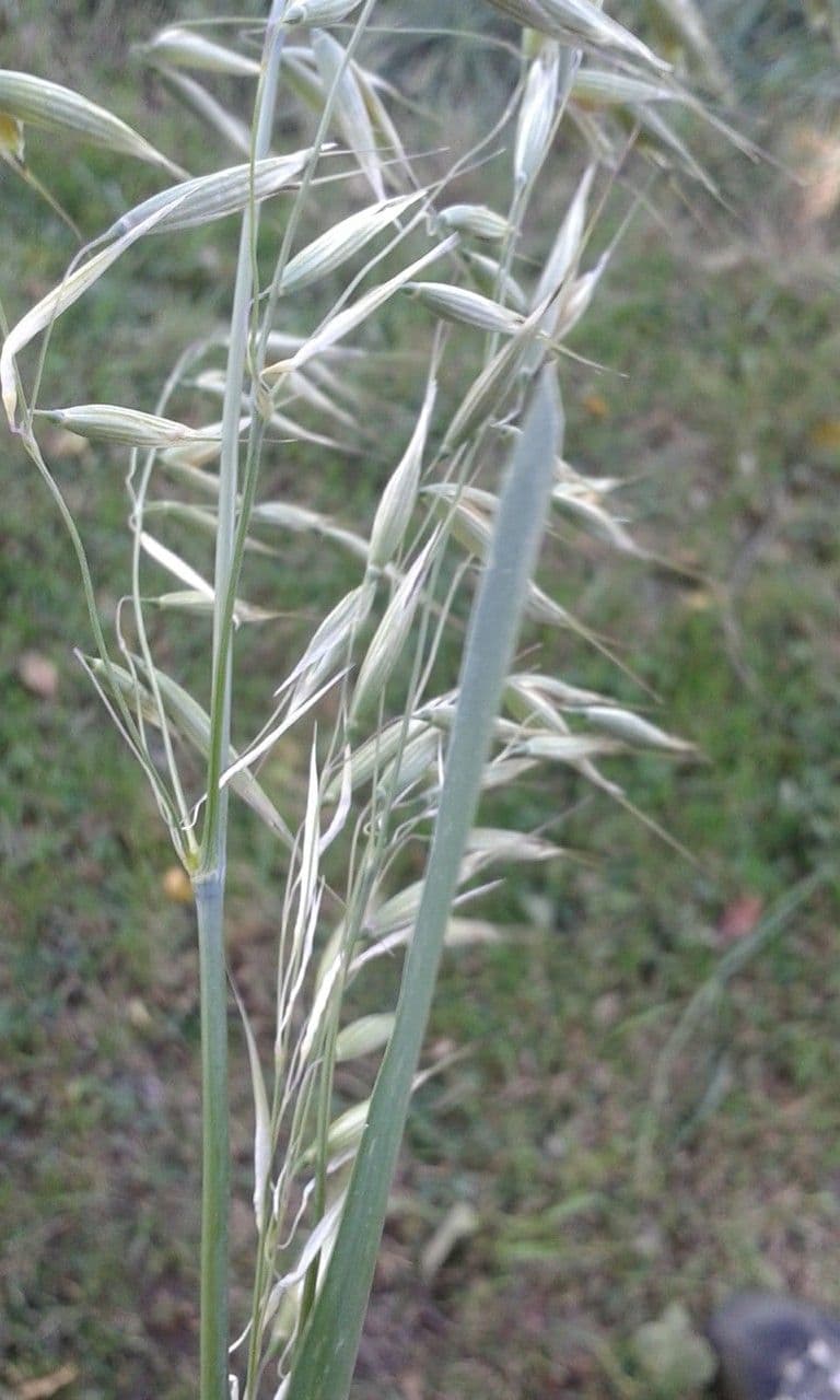 Avena strigosa 17