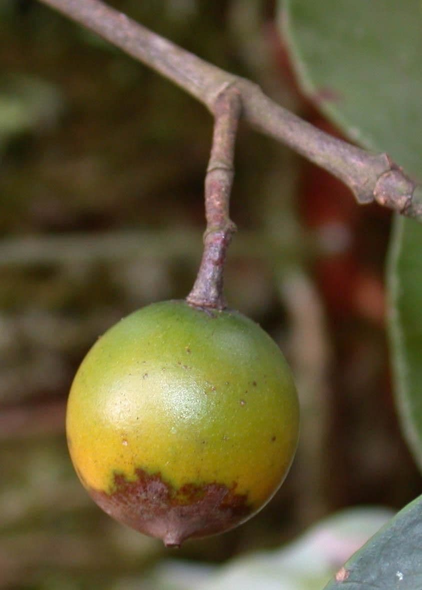 Lacmellea
