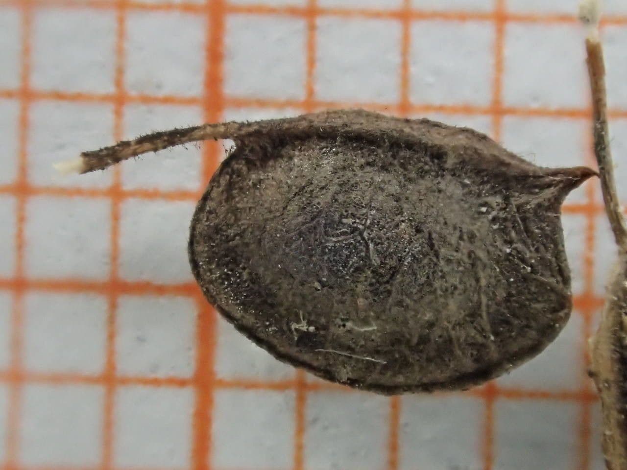 Vulneraria 26