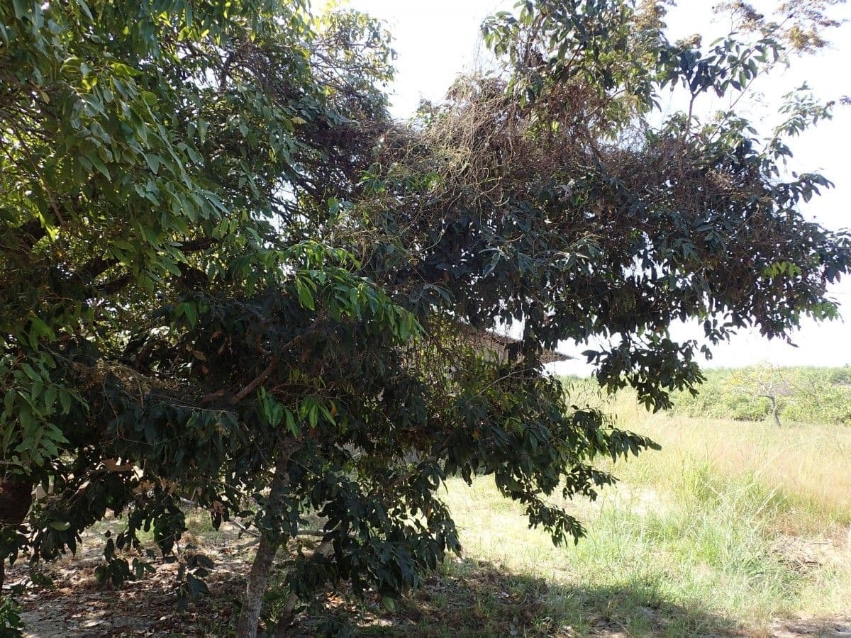 Dialium guineense 11