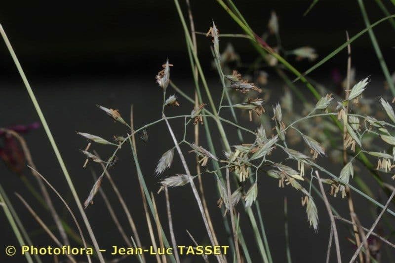 Festuca pallida 4