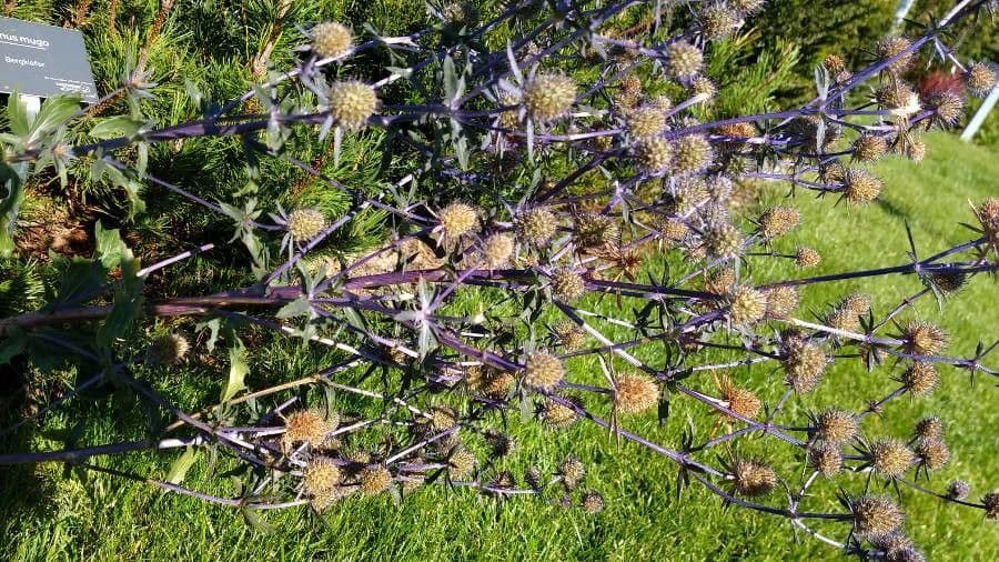 Edeldistel