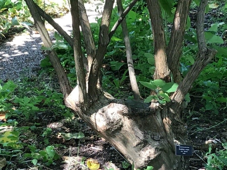 Albero delle farfalle 11