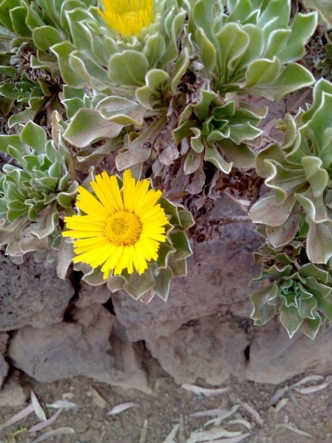 Sternblume 4