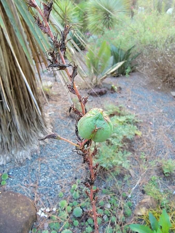Hesperaloe 2