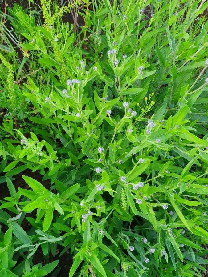Sphaeranthus steetzii 3