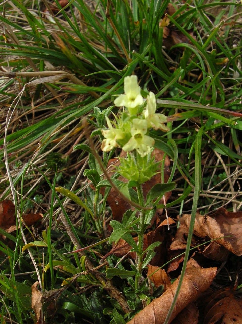 Pedicularis tuberosa 12