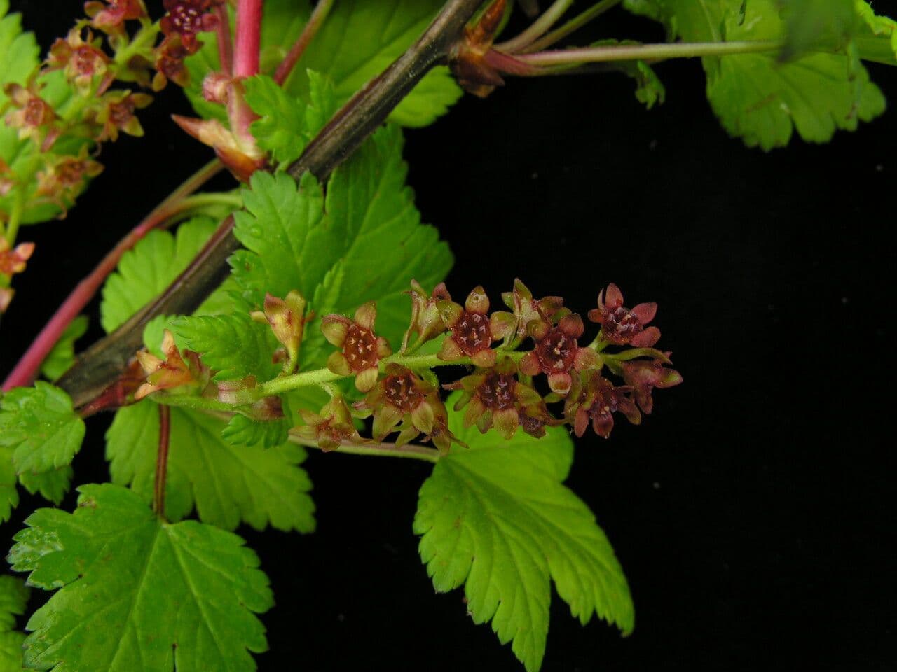 Ribes 3