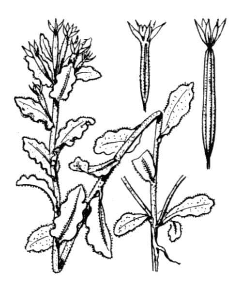 Legousia hybrida 22