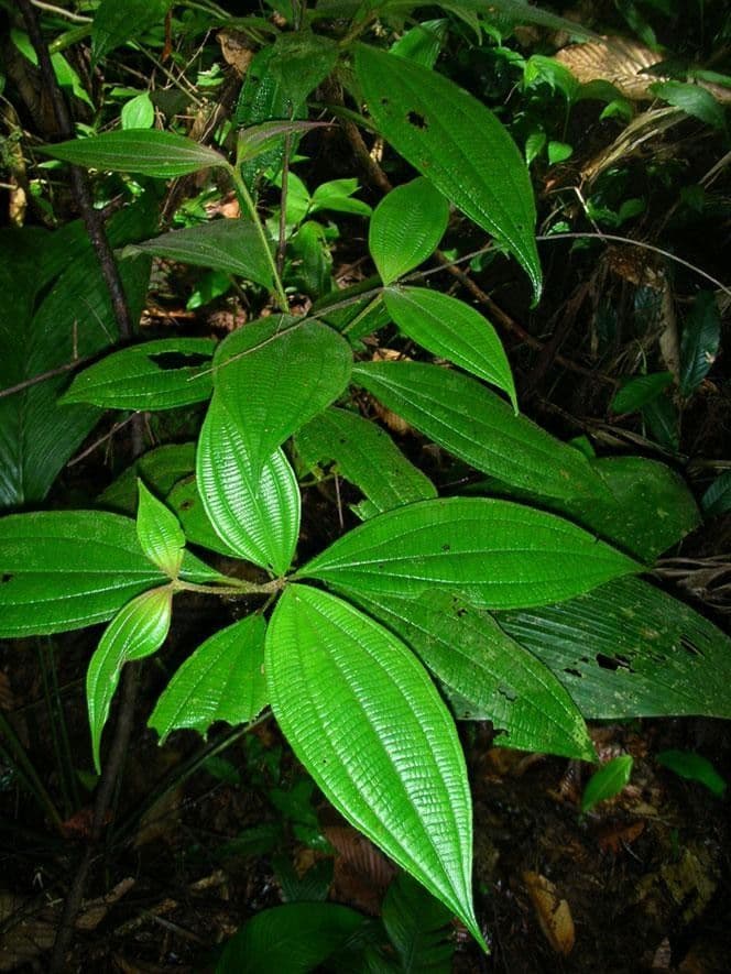 Miconia 6