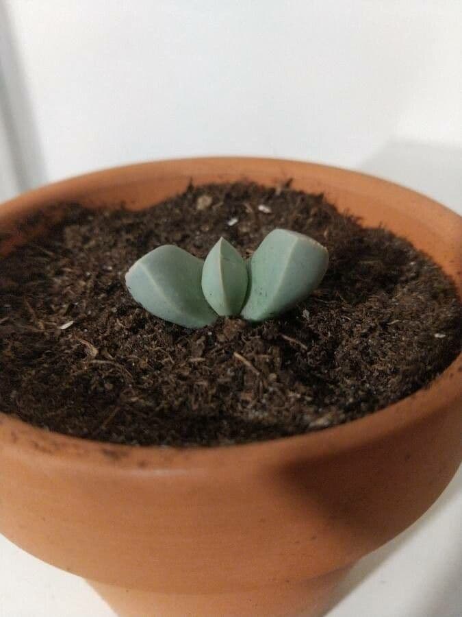 Lapidaria 8
