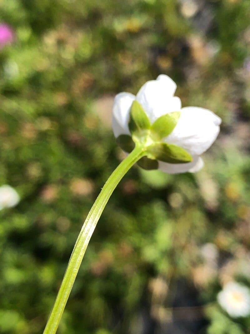 Parnassia 21
