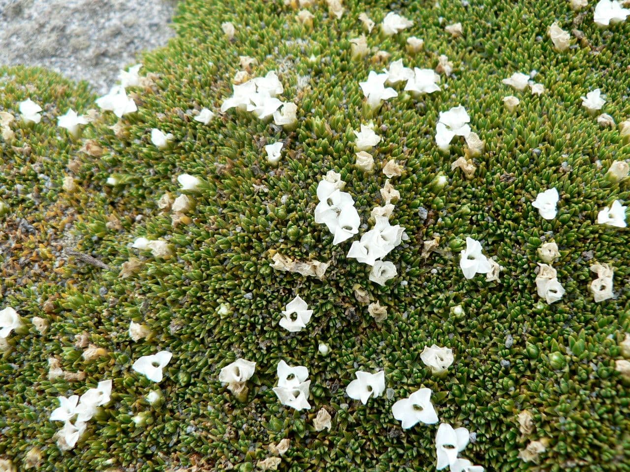 Arenaria 2