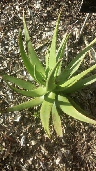 Aloe 8