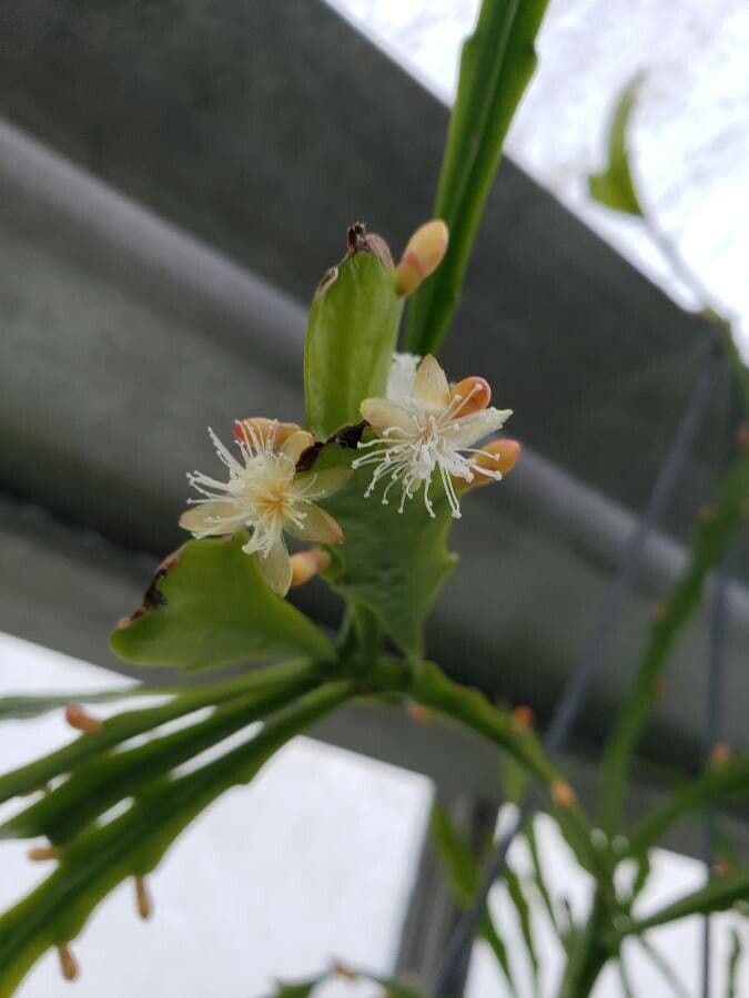 Cactus 2
